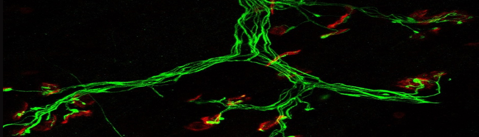 獼猴可以掌握中心嵌套結構語法 挑戰人類“語法壁壘”